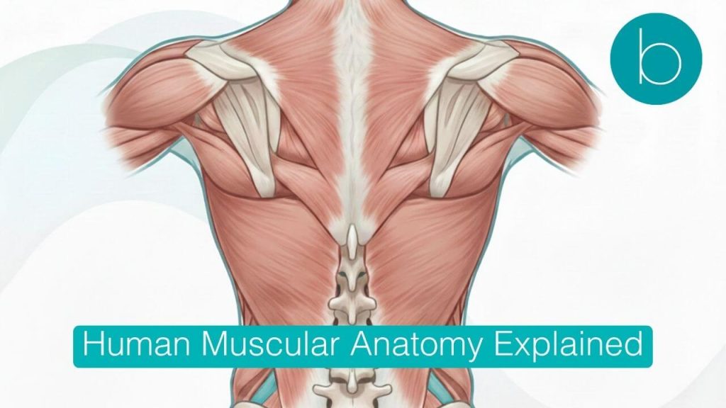 Human Muscular Anatomy Explained London Bodytonic Clinic SE16 E15